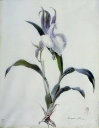 フラワーピース